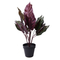 New arrival pot artifical plant with arrowroot leaf and black plastic potted plant