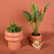 Natural artificial plants with ceramic pot for home decoration